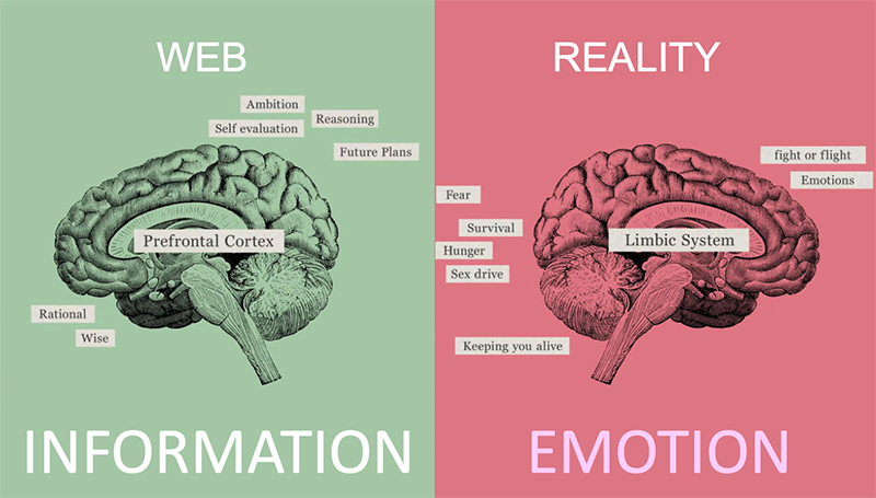decisions vs emotions in our brain